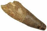 Robust Real Spinosaurus Tooth - Feeding Worn Tip #314731-1